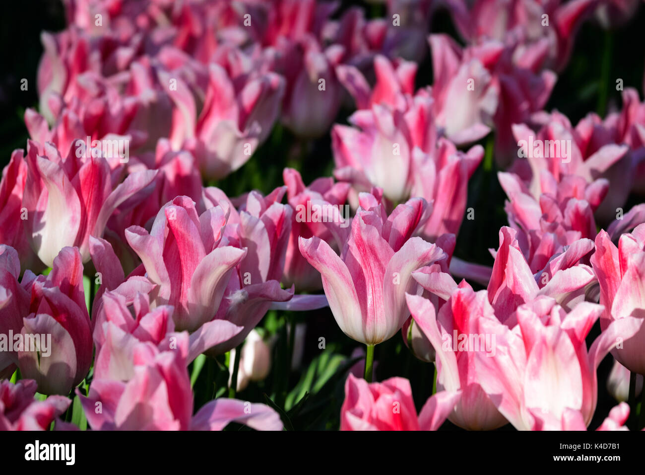 Parterre de tulipes en fleurs dans jardin de fleurs Keukenhof, Netherland Banque D'Images