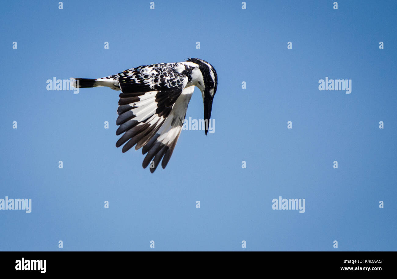 Pied Kingfisher Banque D'Images