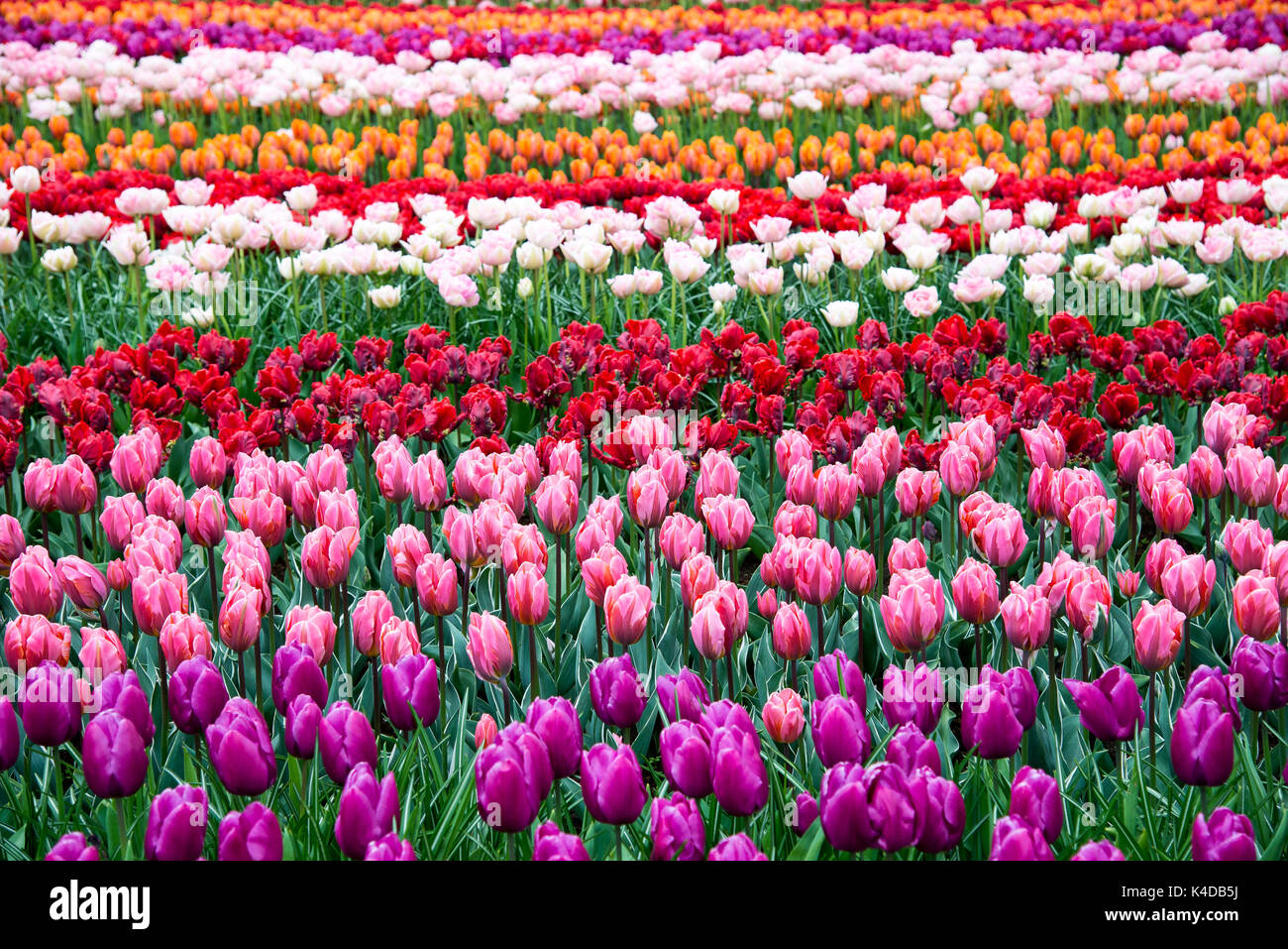 Fleurs à keukenhof park en Pays-Bas, europe. Banque D'Images