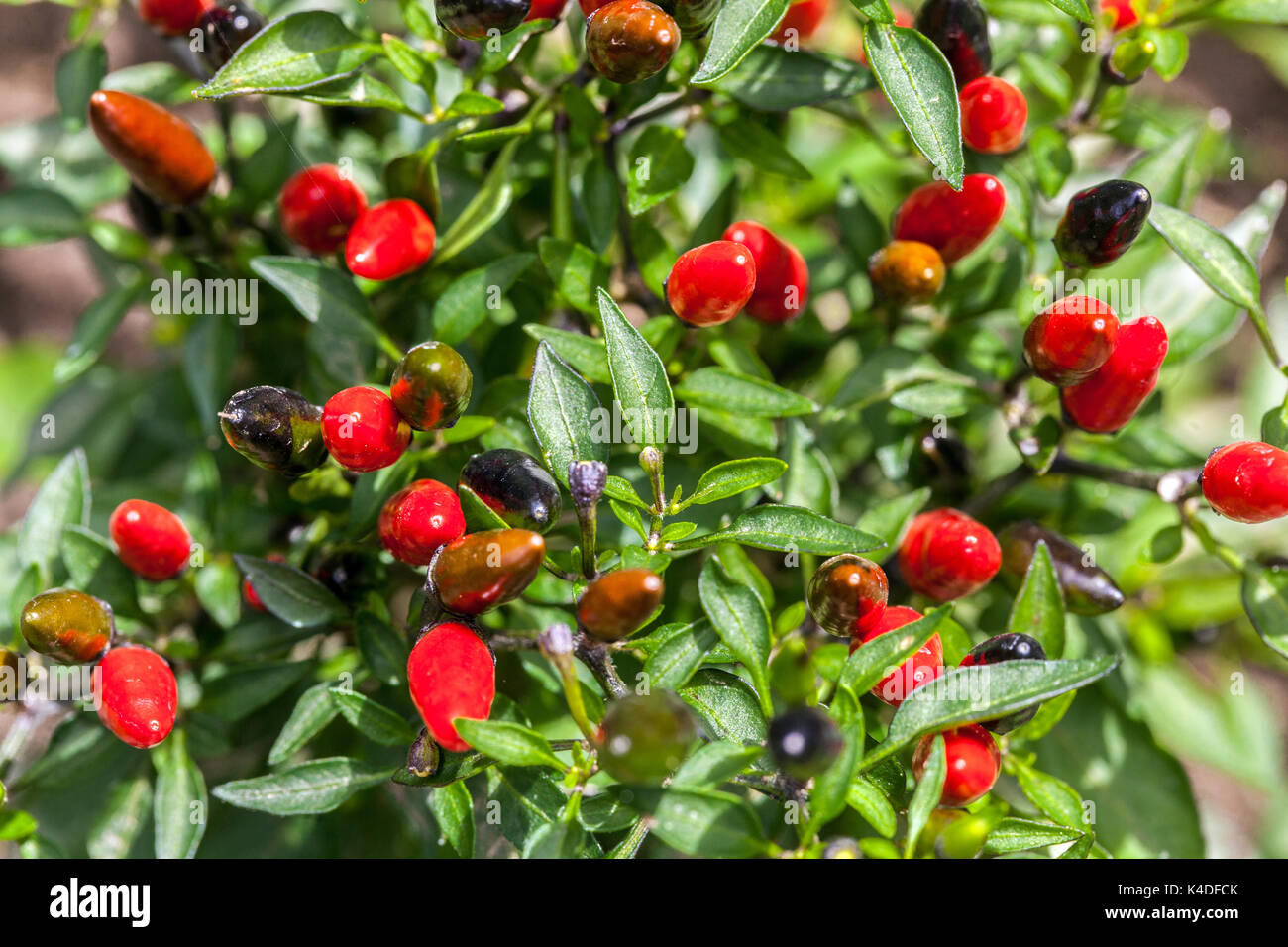 Piment Capsicum annuum 'Black Prince' Chili plant Banque D'Images