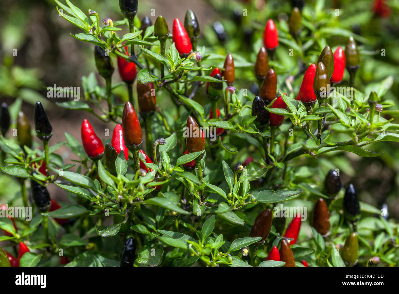 Piment piment Plant piment Capsicum annuum 'Black Prince' Chillies Growing Banque D'Images