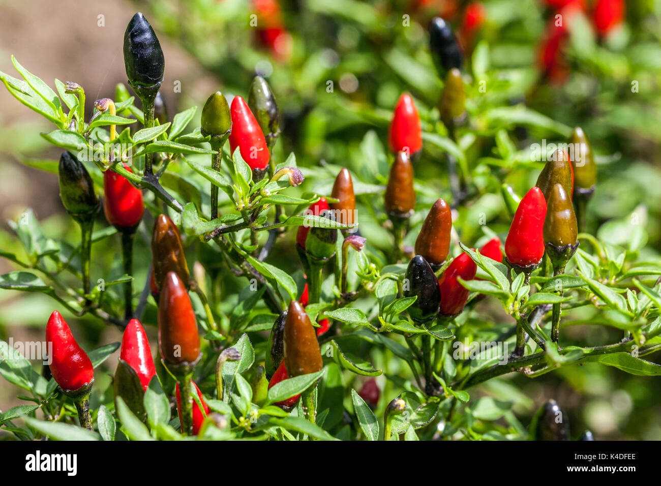 Le piment de Cayenne Capsicum annuum 'Black Prince' Banque D'Images