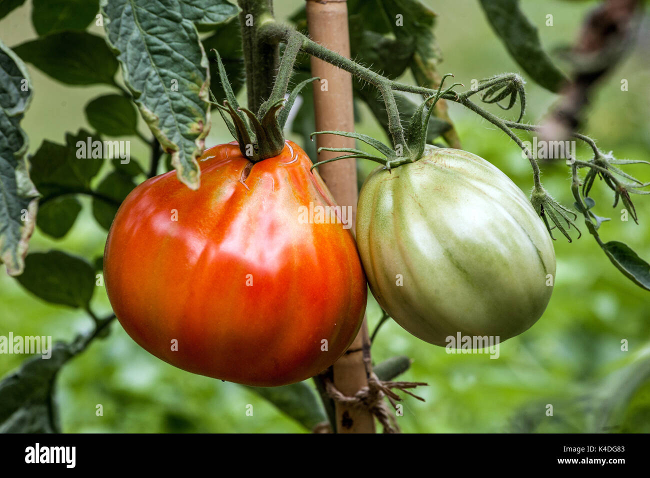 Plante de tomate sur la vigne, tomates mûrissant sur la vigne fruits attachés à un bâton de support Banque D'Images