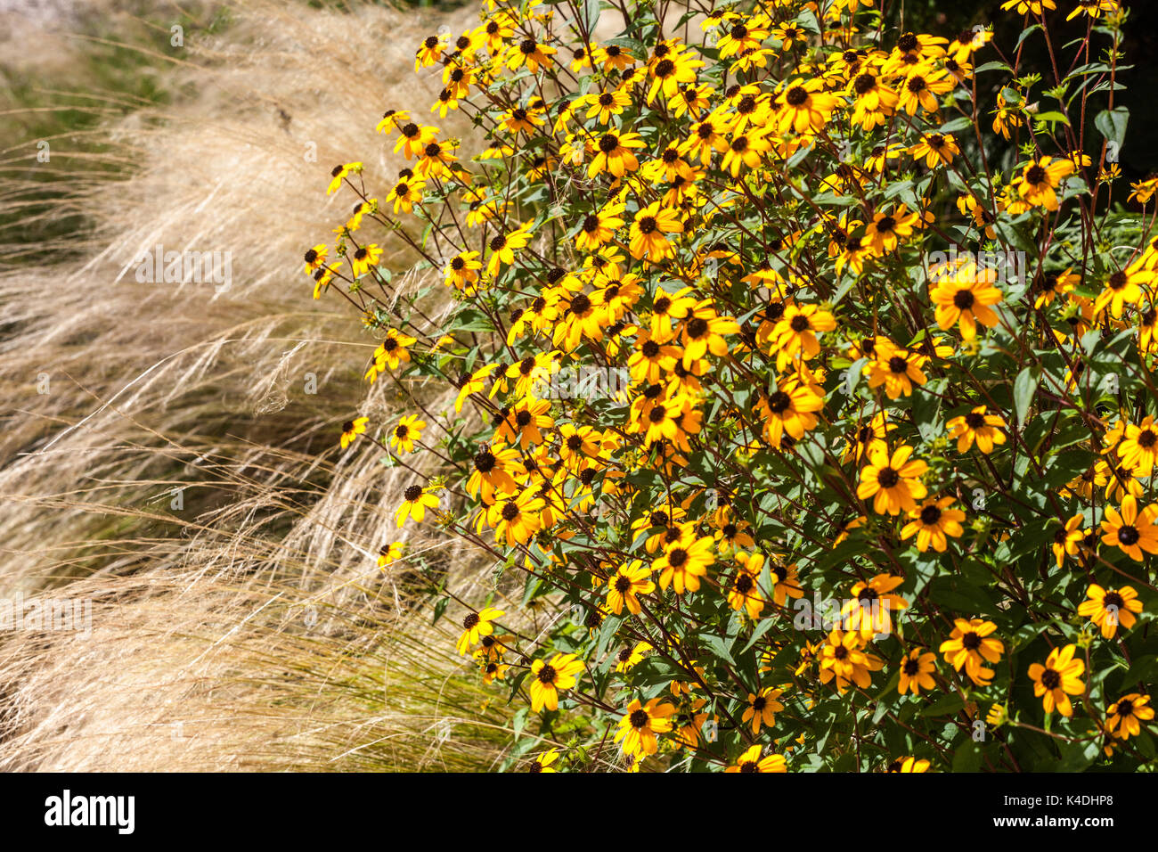 Susan Rudbeckia triloba, bordure herbacée du jardin Stipa tenuissima Banque D'Images