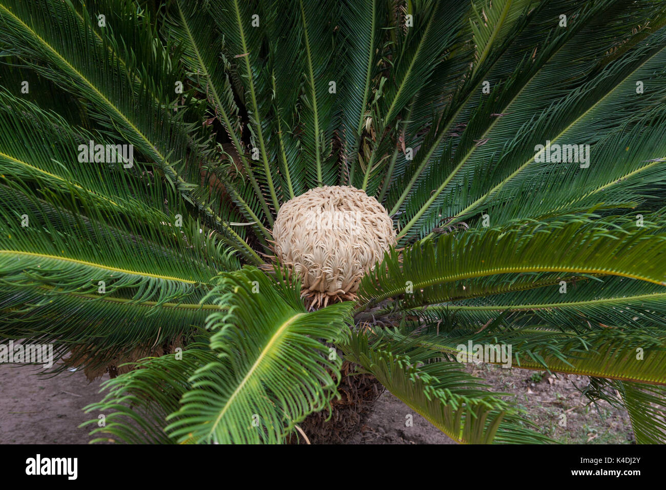 Pinjor Gardens (Jardins Yadavindra), construit pour le harem de la règle. Cycas revoluta floraison Baquois dans le jardin. Pinjor, Haryana, Inde Banque D'Images