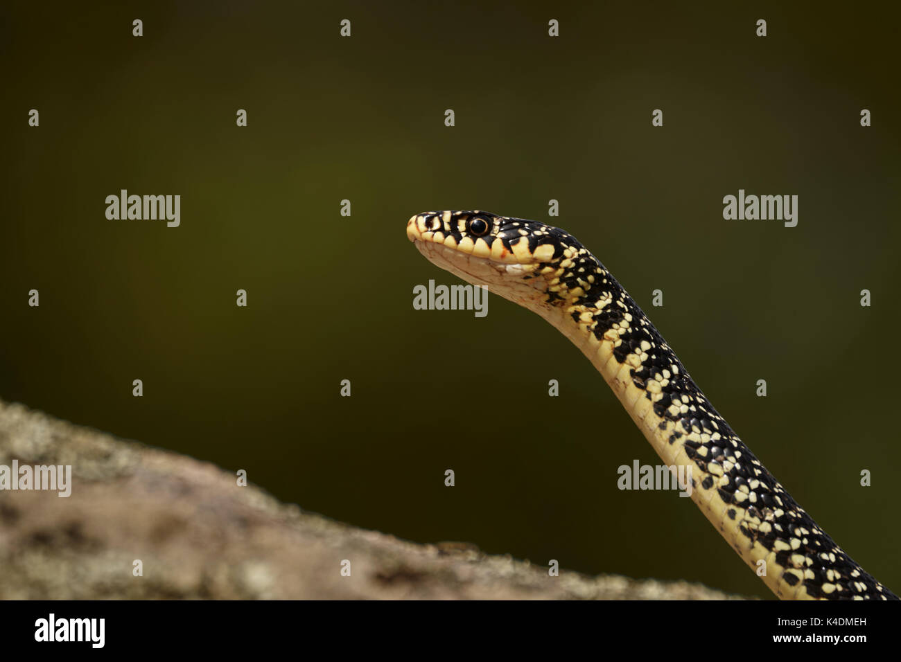 Whip de l'Ouest, de serpent ou Snake Whip vert, Hierophis viridiflavus, Sardaigne, Italie Banque D'Images