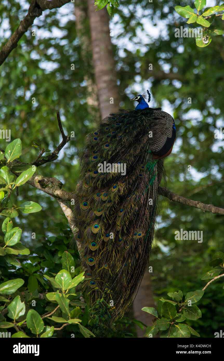 Un perchedon oiseau paons indiens un arbre Banque D'Images