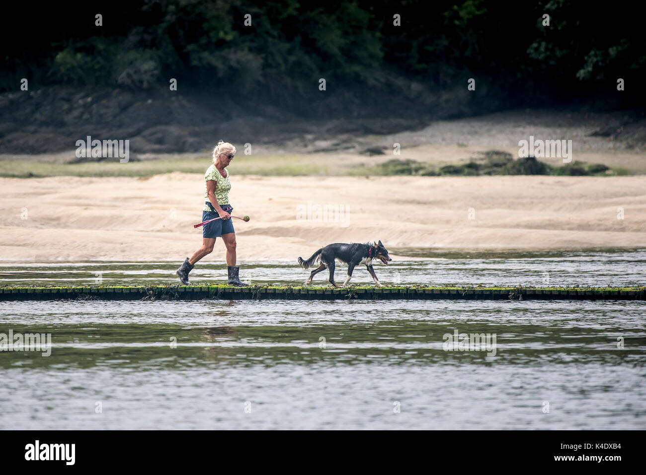 Estuaire gannel - une femme seule à marcher avec son chien à travers une passerelle sur la rivière gannel à marée basse à newquay, Cornwall. Banque D'Images