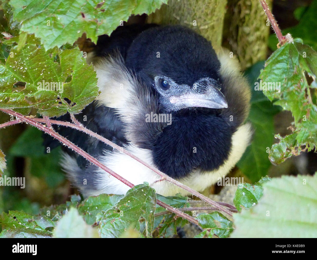 Les jeunes Magpie Pica Pica Banque D'Images