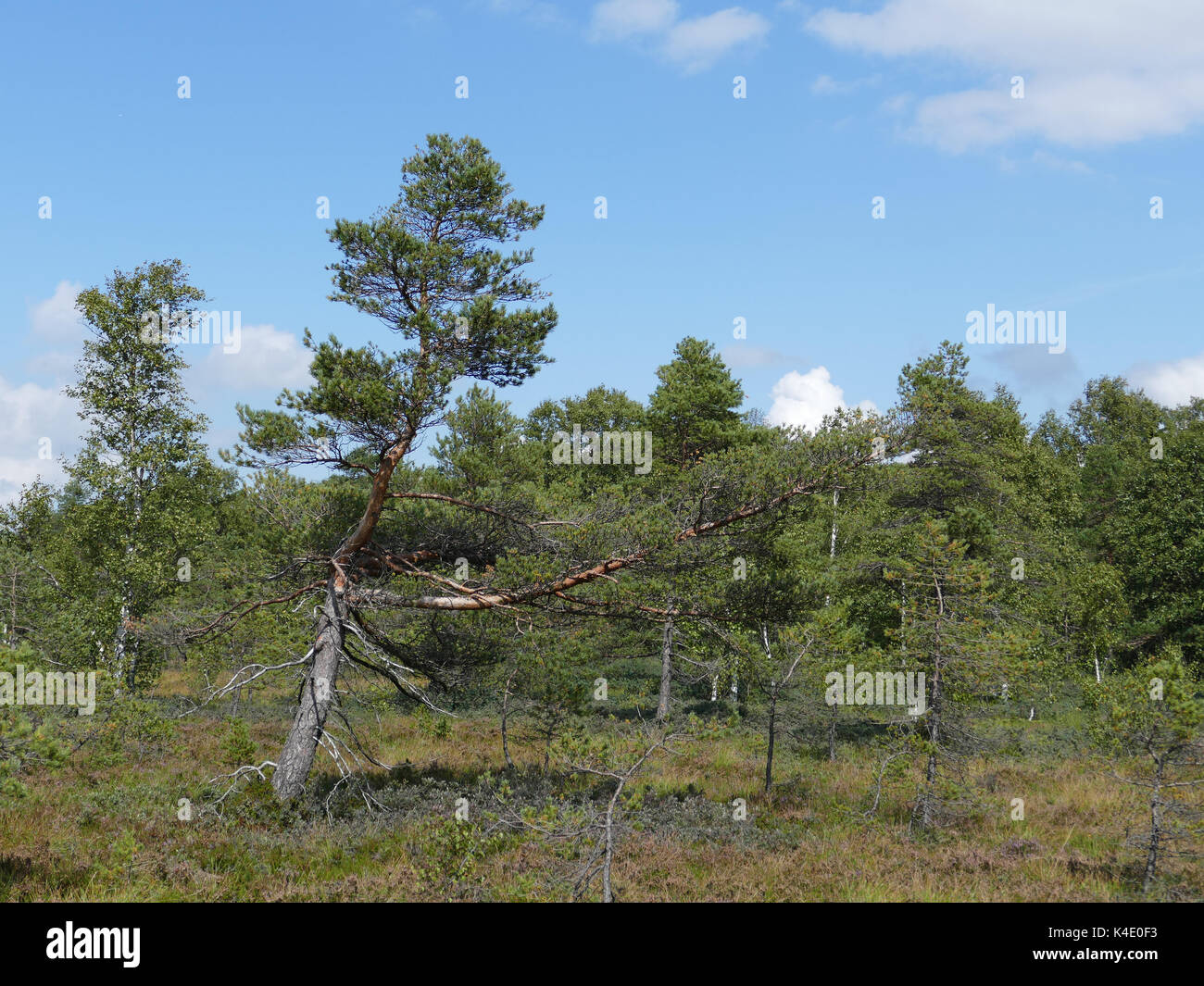 Black Moor en Rhoen Banque D'Images