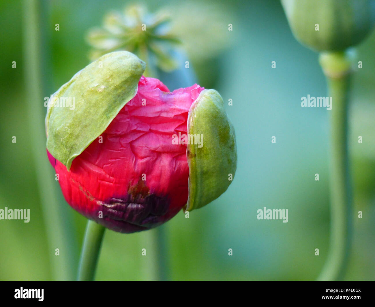 Fleur de pavot florissante, pavot à opium, version ornementale, et en arrière-plan il y a des capsules de pavot flétrissent Banque D'Images