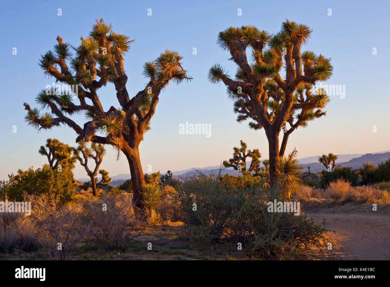 Paire de Joshua Trees au lever du soleil Banque D'Images