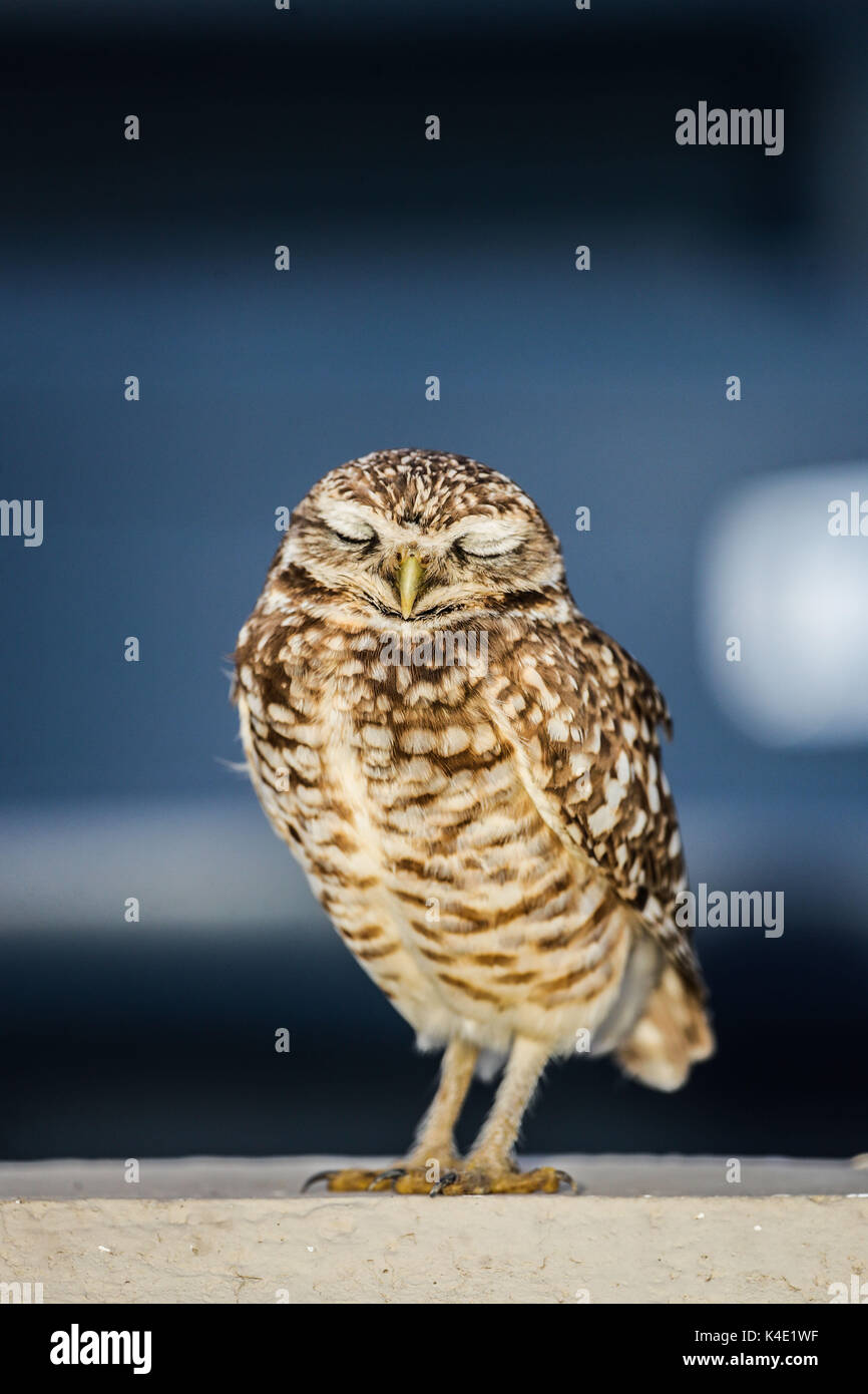 Un hibou qui vit dans le stade ici pour en de Nacozari apparaît sur la cour pendant les parties des marrons de la ligue de football mexicain. Hermosillo Banque D'Images