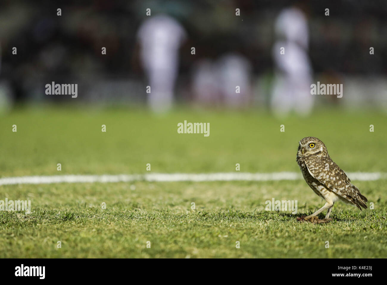 Un hibou qui vit dans le stade ici pour en de Nacozari apparaît sur la cour pendant les parties des marrons de la ligue de football mexicain. Hermosillo Banque D'Images