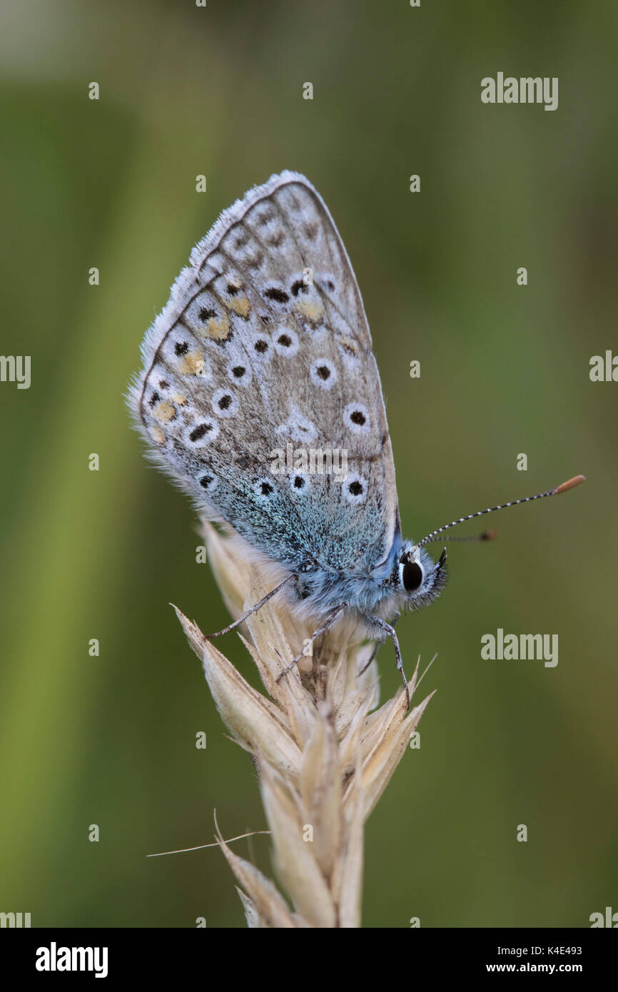 Papillon Bleu commun, Polyommatus icarus, seul adulte reposant sur l'herbe sèche. Worcestershire, Royaume-Uni. Banque D'Images