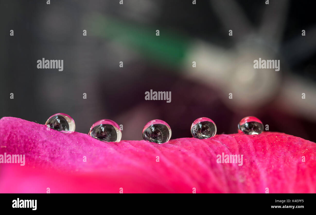 Compas de navigation, réflexion et réfraction sur les petites gouttelettes d'eau de pluie sur une rose et violet rose pétale de fleur Banque D'Images