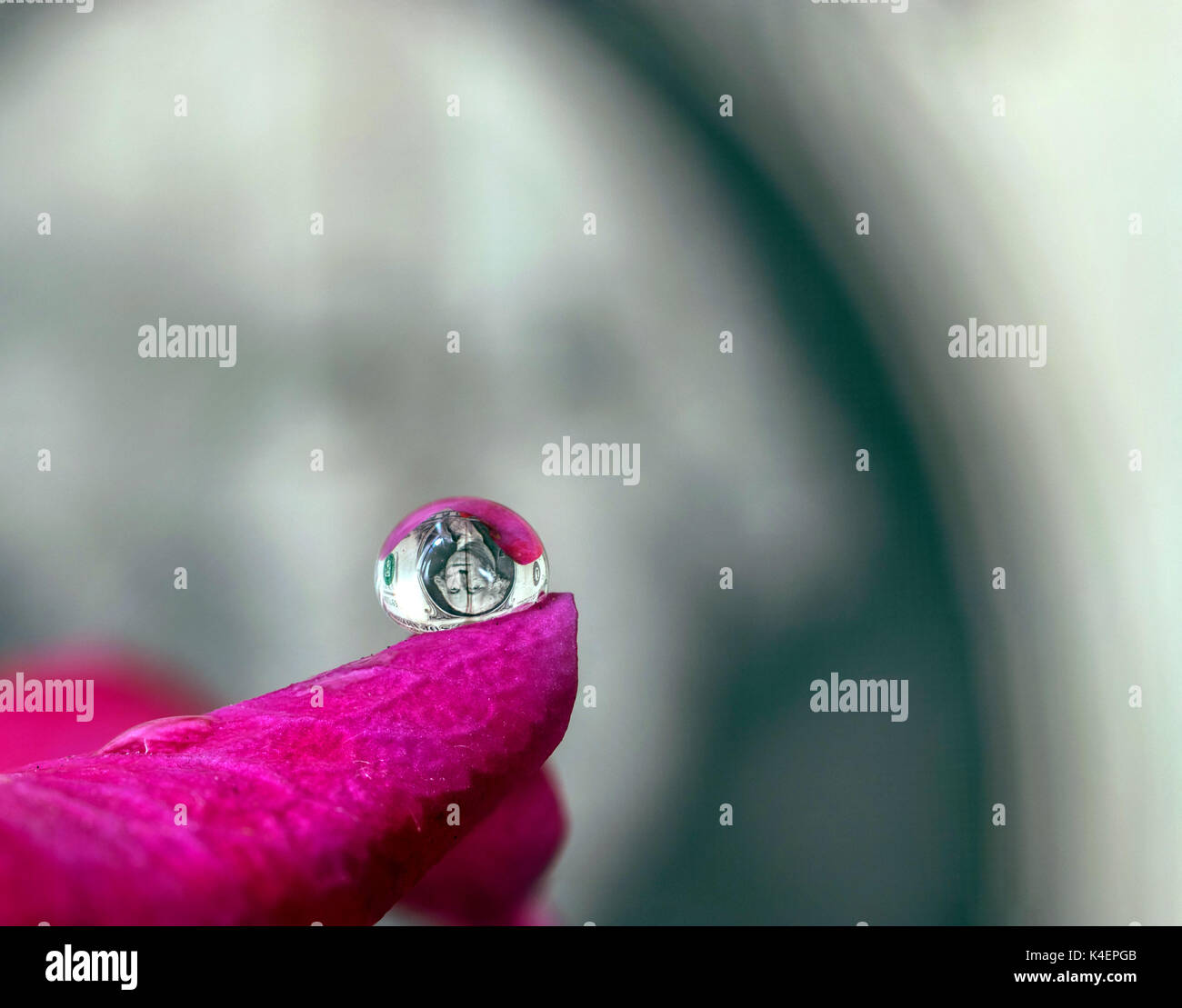 Un dollar bill reflétant et lunette sur une petite goutte d'eau au sommet d'une rose et violet rose pétale de fleur, macro closeup Banque D'Images