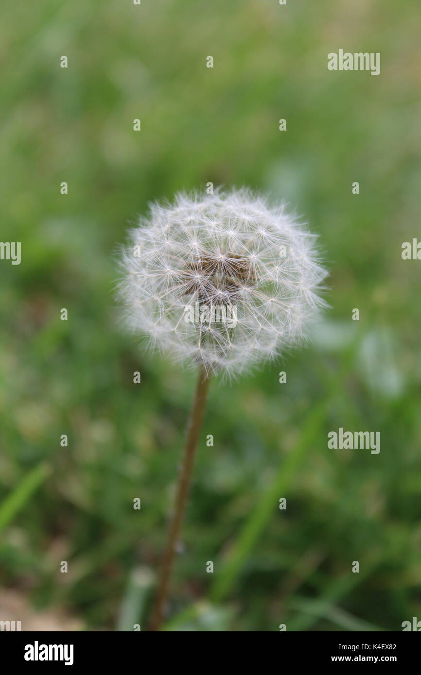 Faire un voeu, tête de pissenlit fait aux semences Banque D'Images