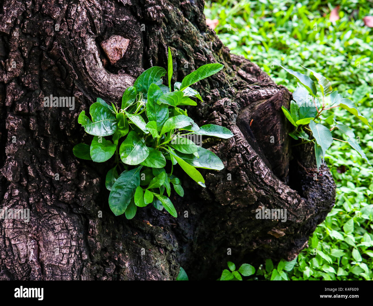 Plant cultivé à partir d'un grand vieil arbre bud Banque D'Images