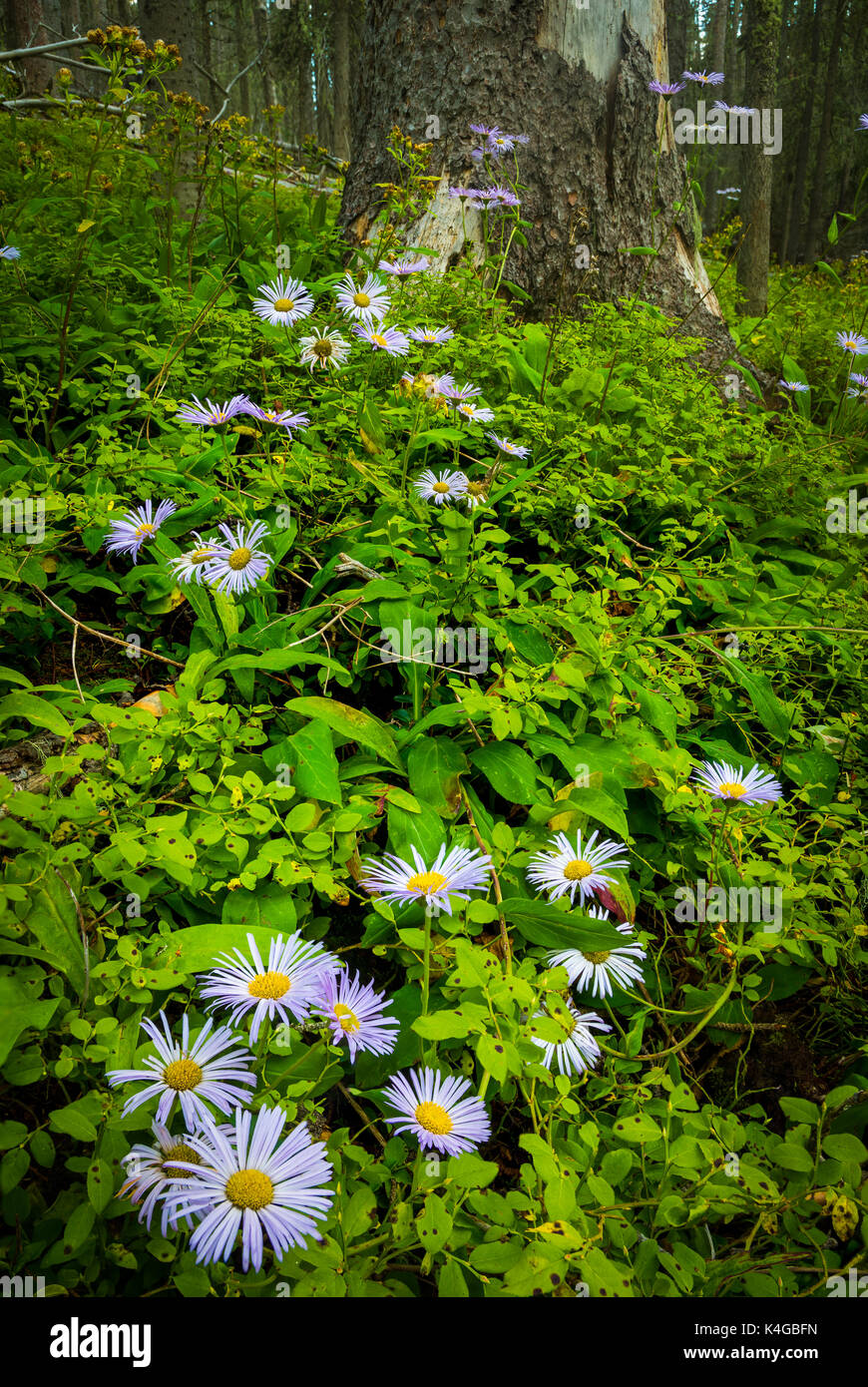 Symphyotrichum novae-angliae, communément appelé le New England aster,hairy Michaelmas-daisy ou Michaelmas daisy, est une plante herbacée vivace à fleurs. Banque D'Images