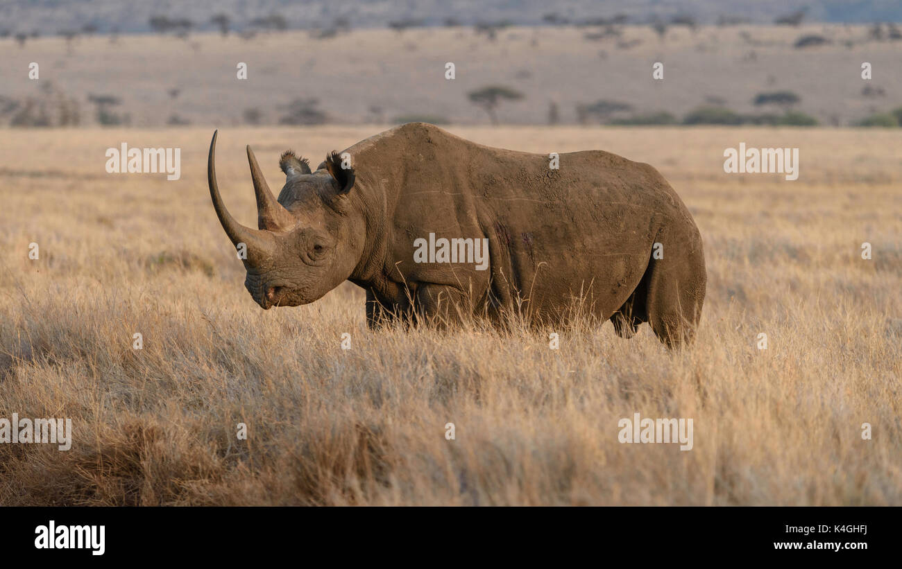 Rhinocéros noir en voie de disparition, lewa conservancy, Kenya Banque D'Images
