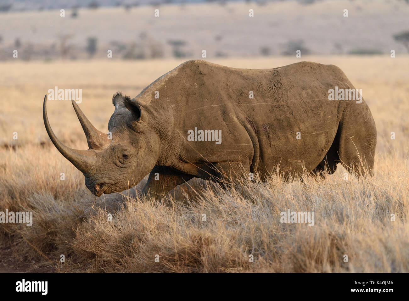Rhinocéros noir en voie de disparition, lewa conservancy, Kenya Banque D'Images
