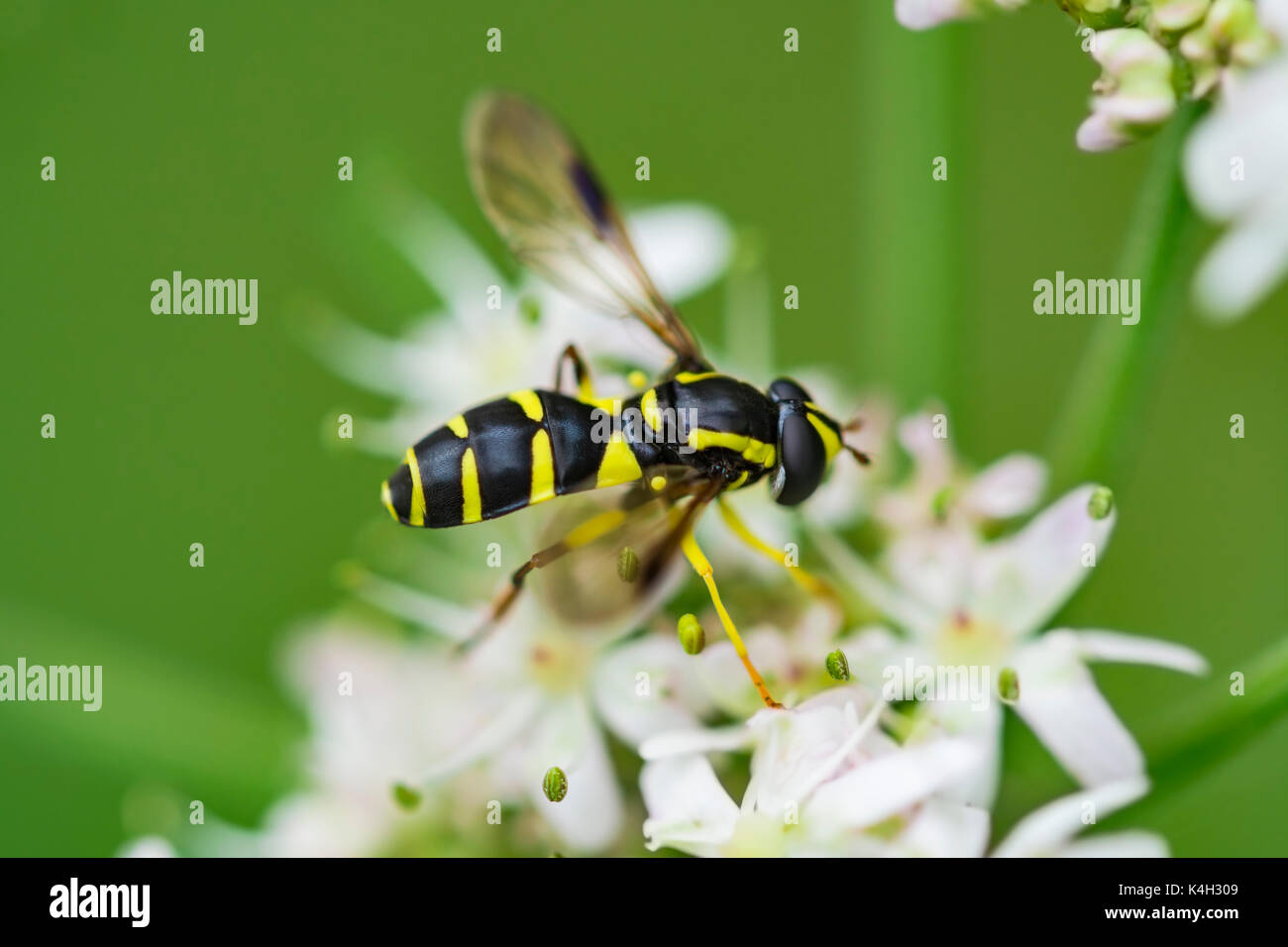 Hoverfly imitant une Xanthogramma pedissequum (WASP), mâle adulte, trouvés dans les prairies près de l'eau dans la région de Arundel, West Sussex, Angleterre, Royaume-Uni au début de l'automne. Banque D'Images
