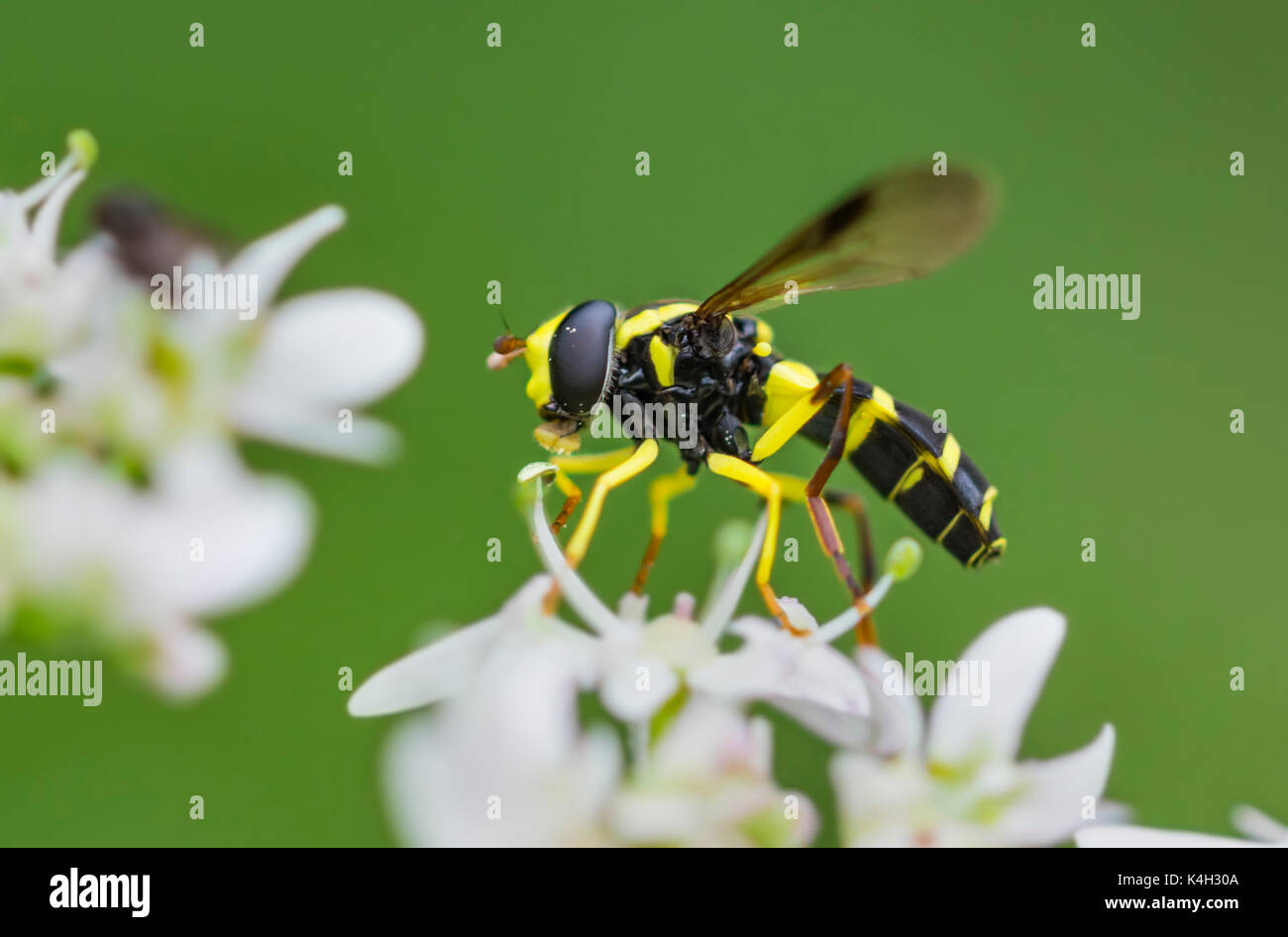 Xanthogramma pedissequum. Wasp mâles adultes imitent hoverfly trouvés dans les prairies près de l'eau dans la région de Arundel, West Sussex, Angleterre, Royaume-Uni au début de l'automne. Banque D'Images