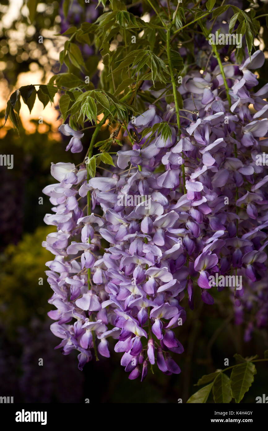 Les fleurs de glycine, avec feuillage de printemps emmerging. Banque D'Images