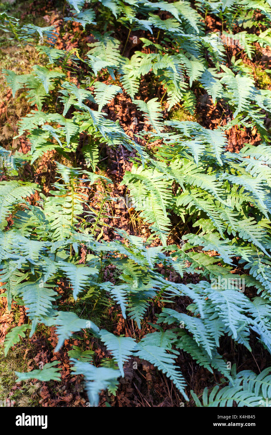 Polypodium vulgare Banque de photographies et d’images à haute ...