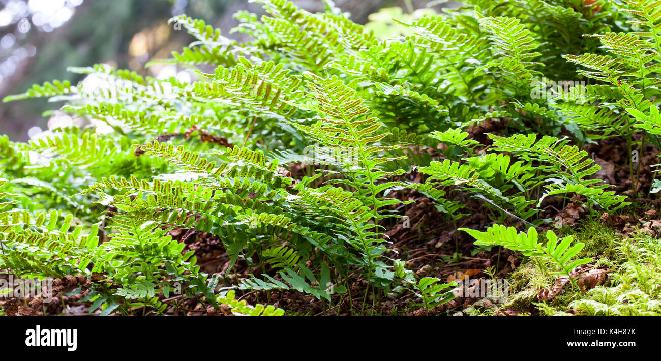 Polypodium vulgare leaf fern Banque de photographies et d’images à ...