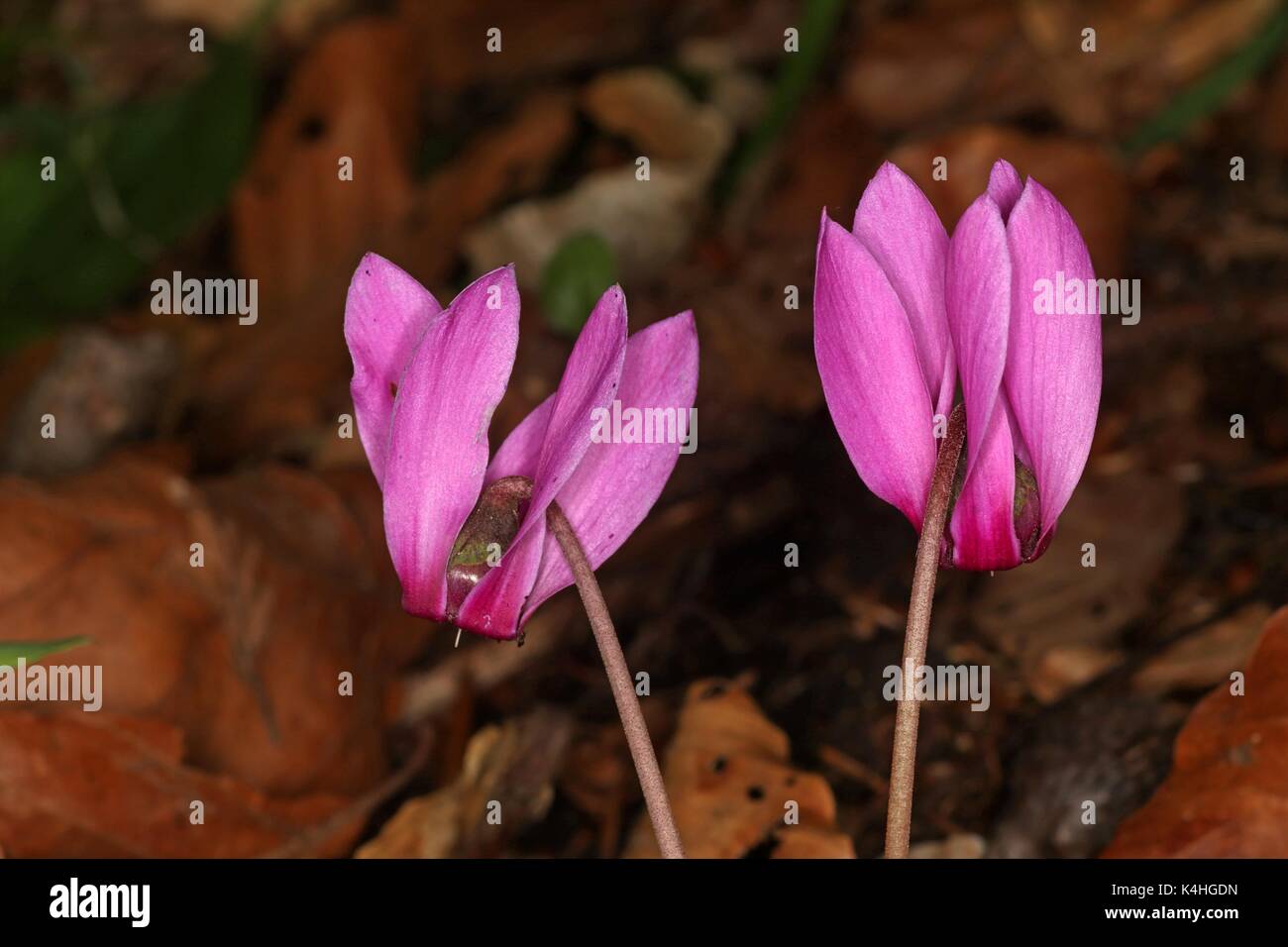 La culture du cyclamen pourpre européenne dans les forêts de montagne en Autriche Banque D'Images