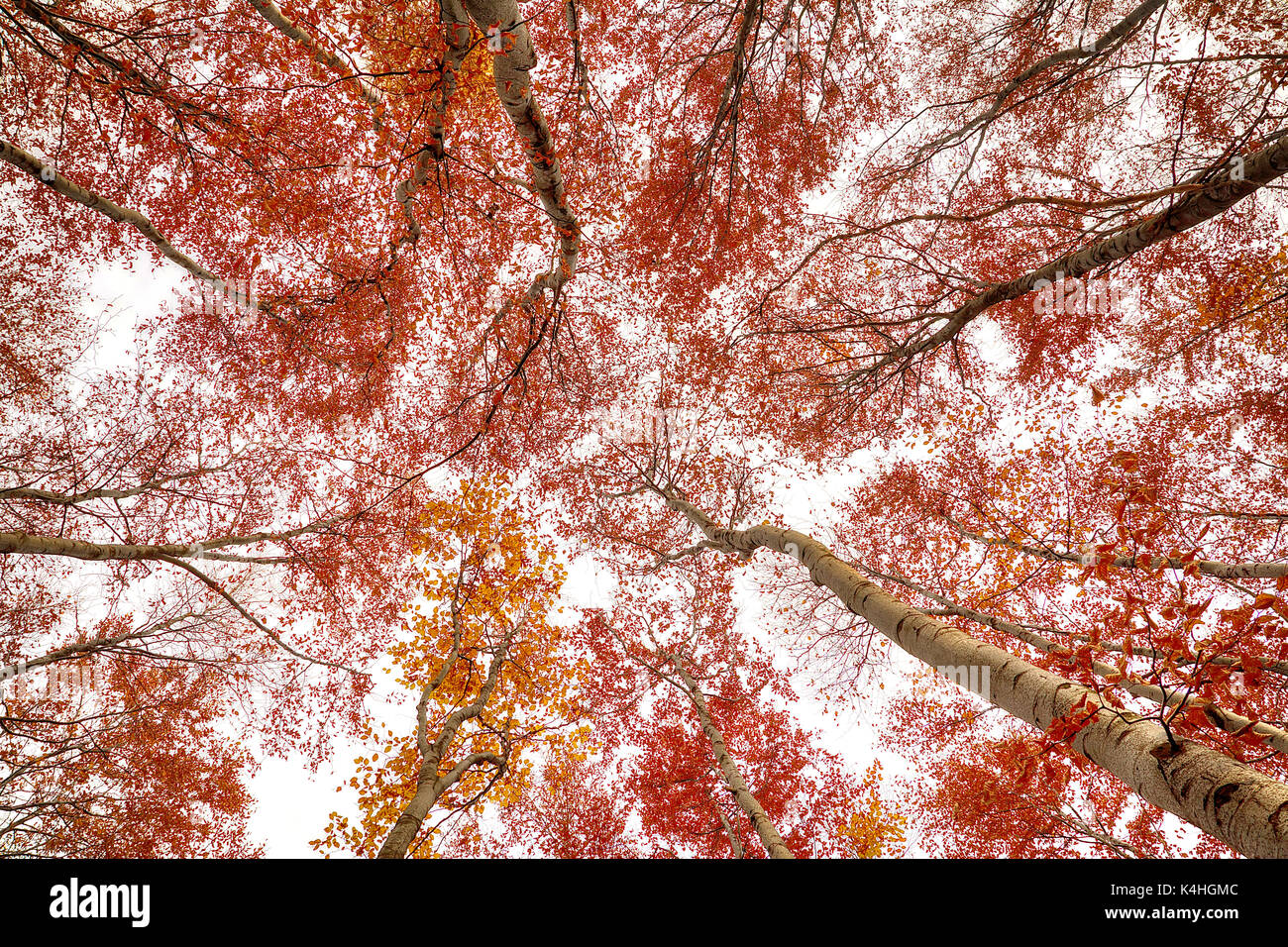 Belle forêt de hêtres en automne (Pologne) Banque D'Images