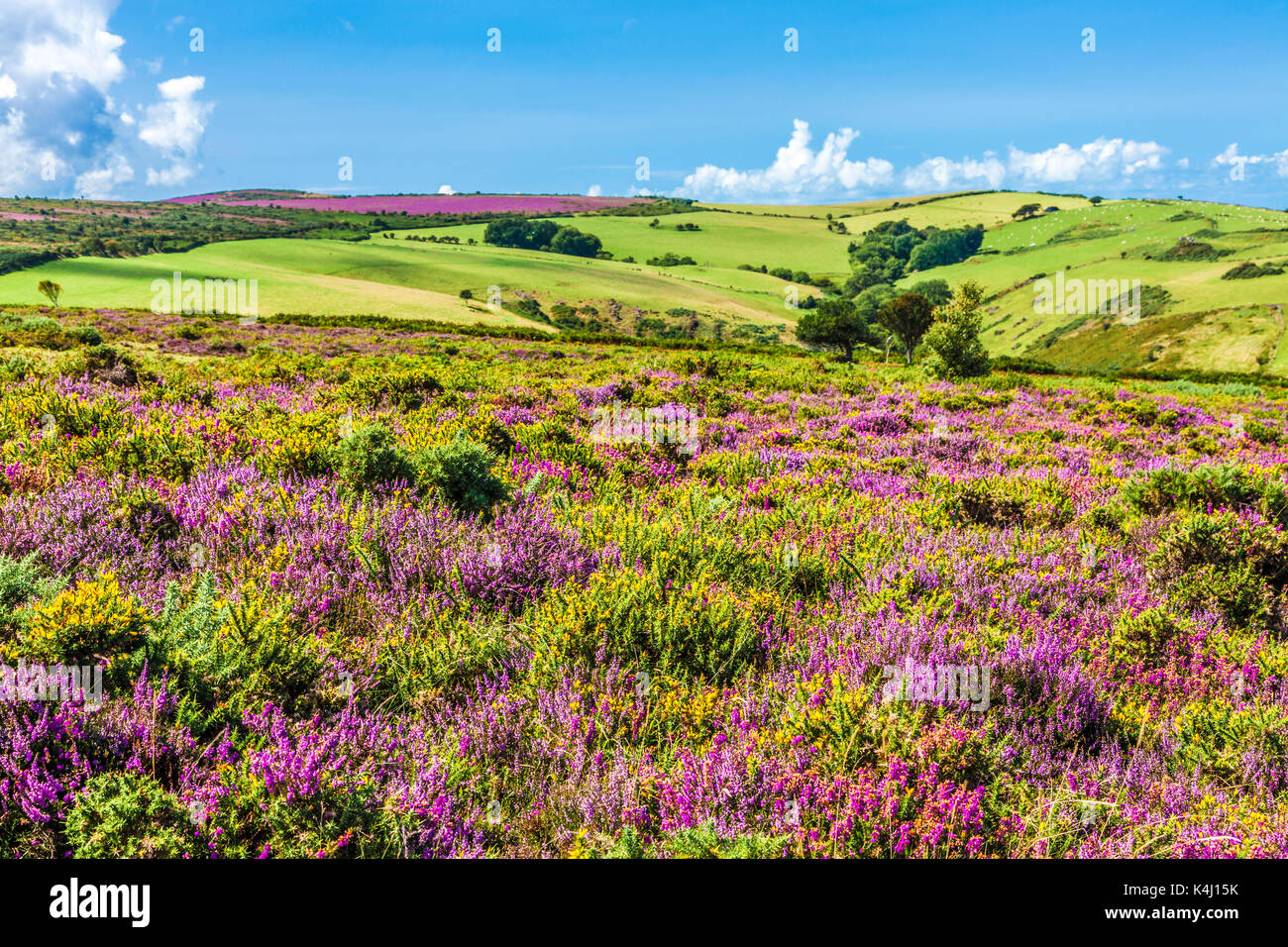 La vue sur le paysage vallonné de la côte sud-ouest Chemin dans le Parc National d'Exmoor, Somerset. Banque D'Images