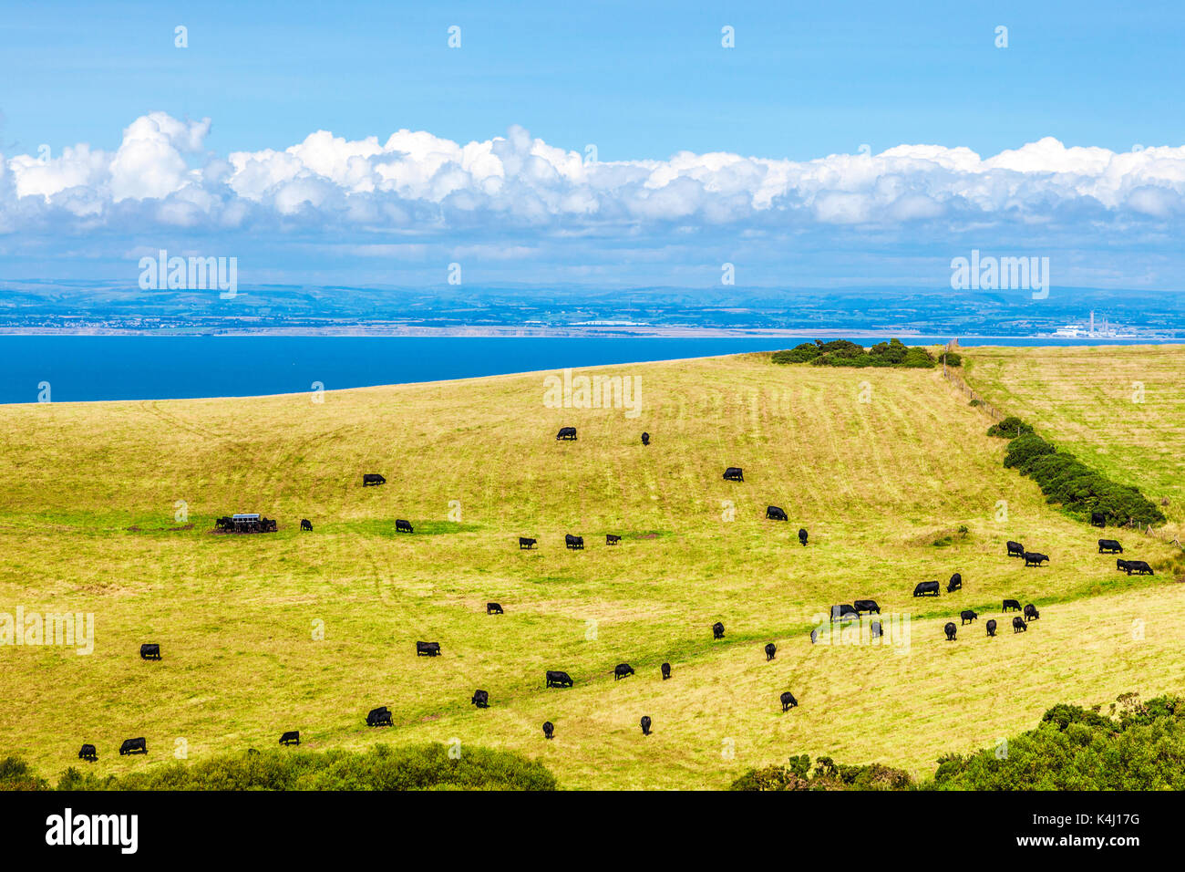 Vaches qui paissent sur les clifftops au-dessus du canal de Bristol à partir de la côte sud-ouest Chemin dans le Parc National d'Exmoor, Somerset. Banque D'Images