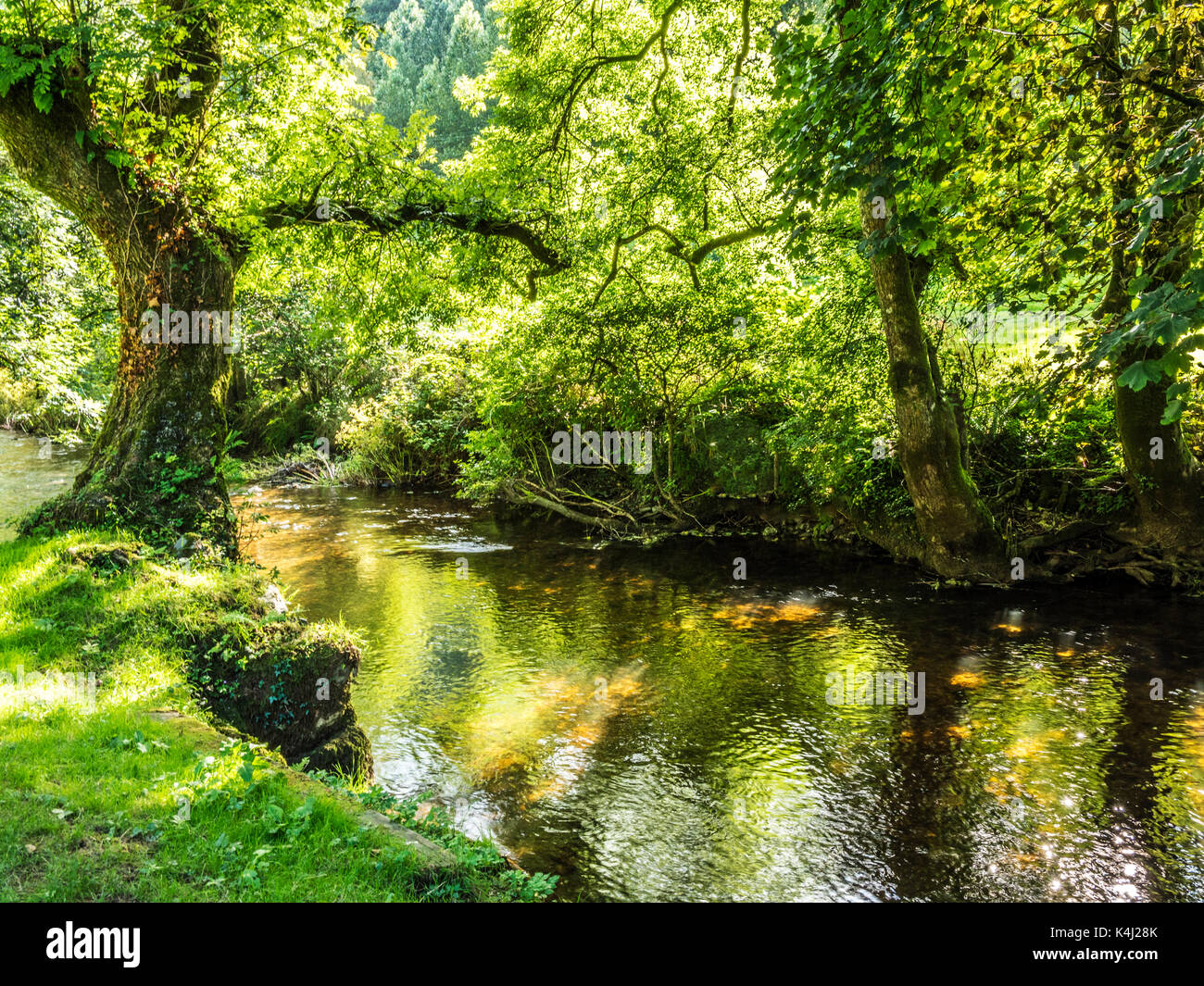 La rivière Exe dans le Parc National d'Exmoor, Somerset. Banque D'Images