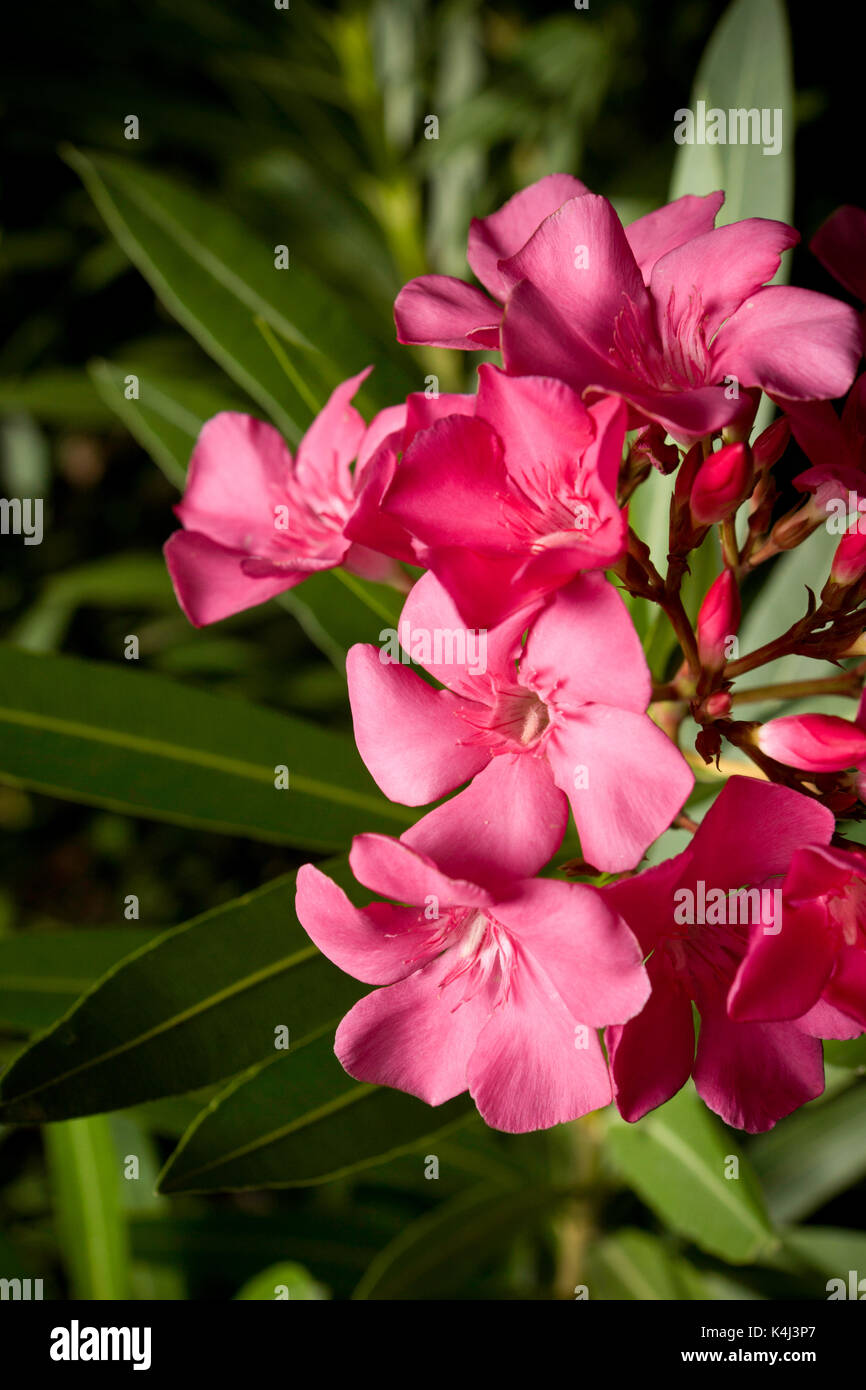 Fleur de plante de jardin commun, Nerium oleander. Largement cultivée, est l'un des plus toxiques de toutes les plantes de jardin cultivé. Toutes les parties de la belle f Banque D'Images