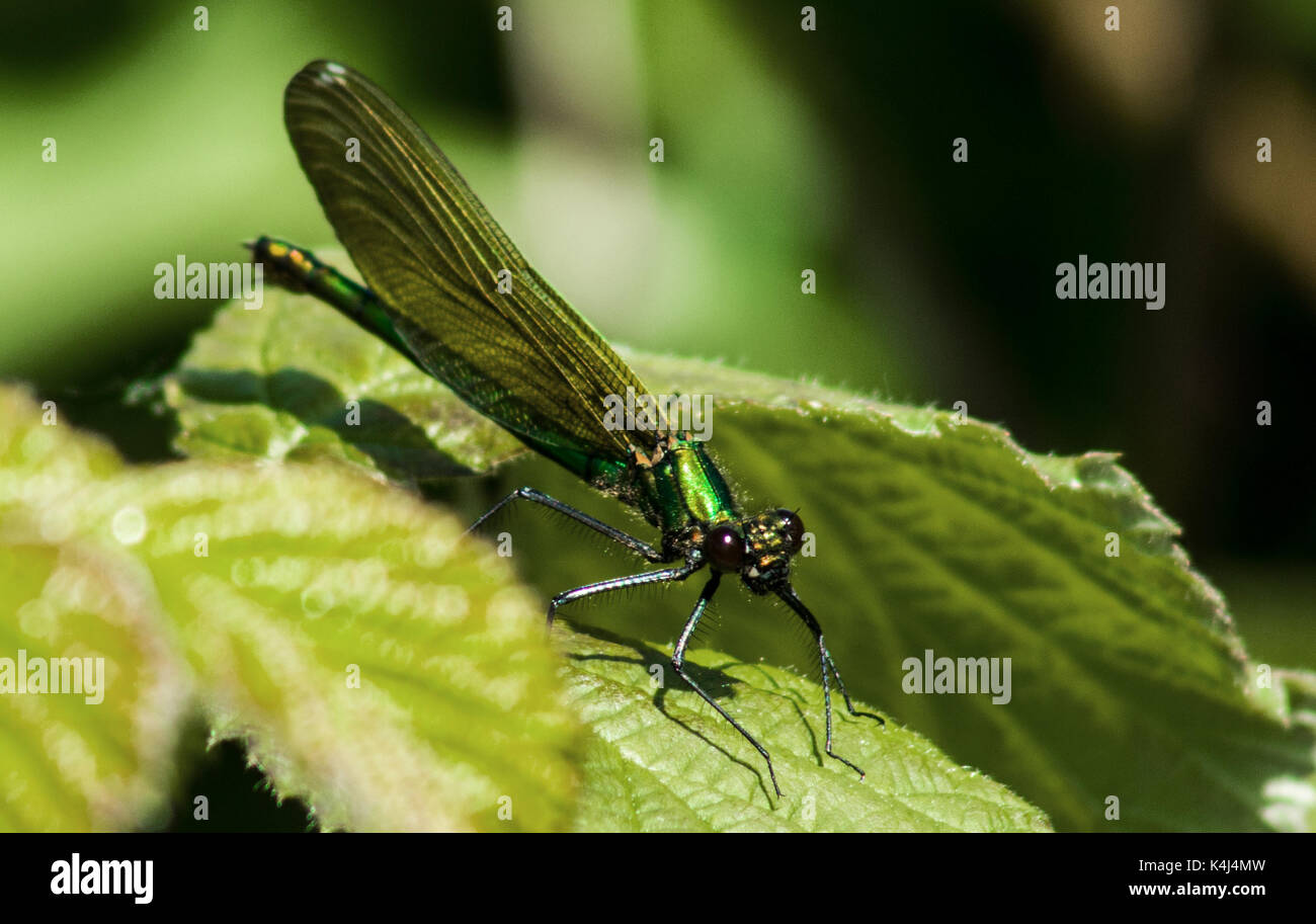 Belle demoiselle libellule Banque D'Images