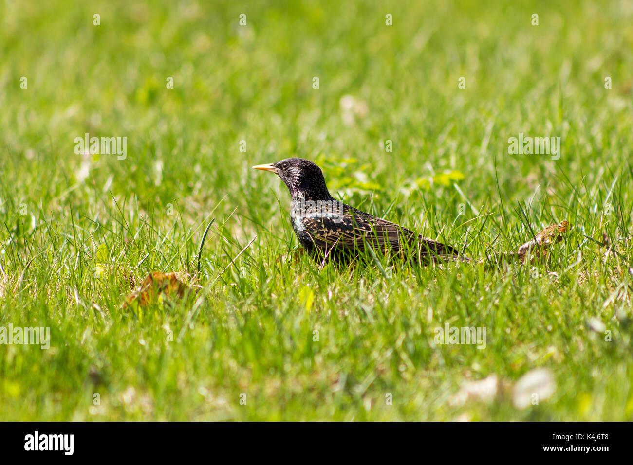 Starling irisé marche sur l'herbe et à l'avant de Banque D'Images