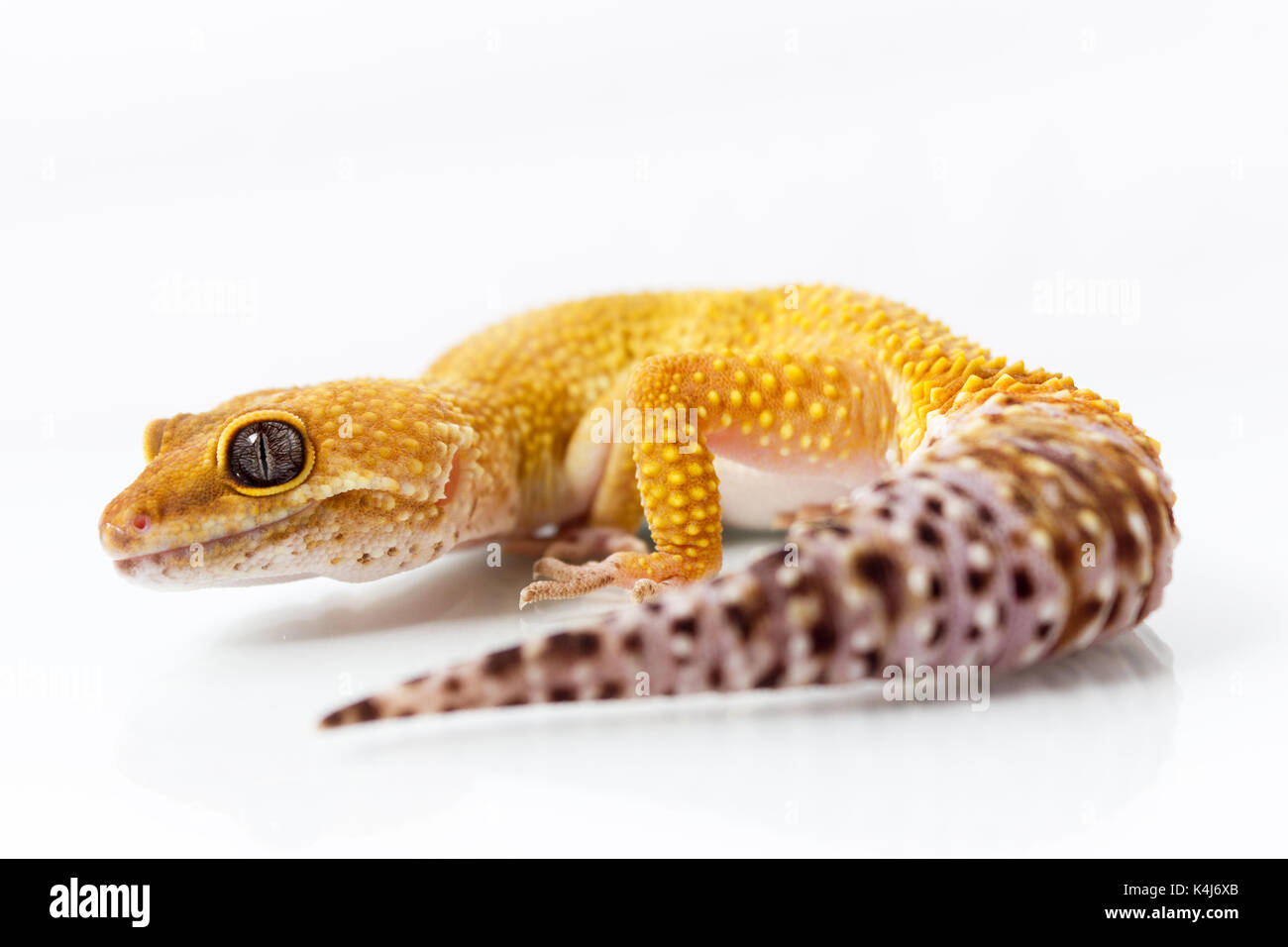 Gecko léopard orange et marche à l'avant sur fond blanc Banque D'Images