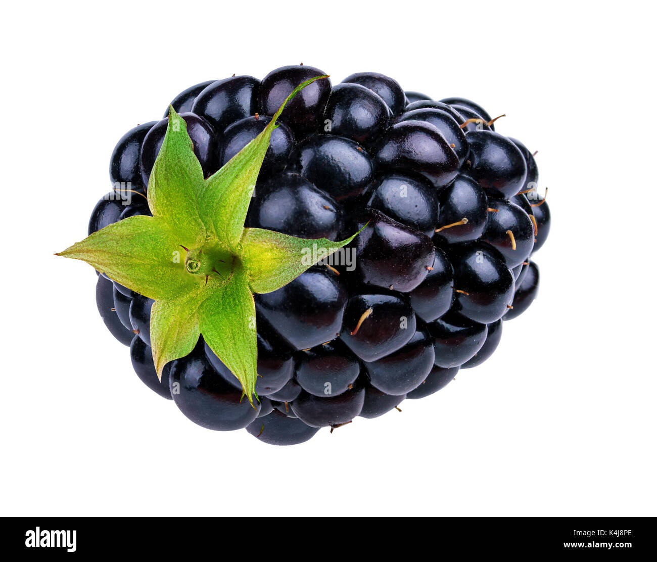 Blackberry isolé sur fond blanc Banque D'Images