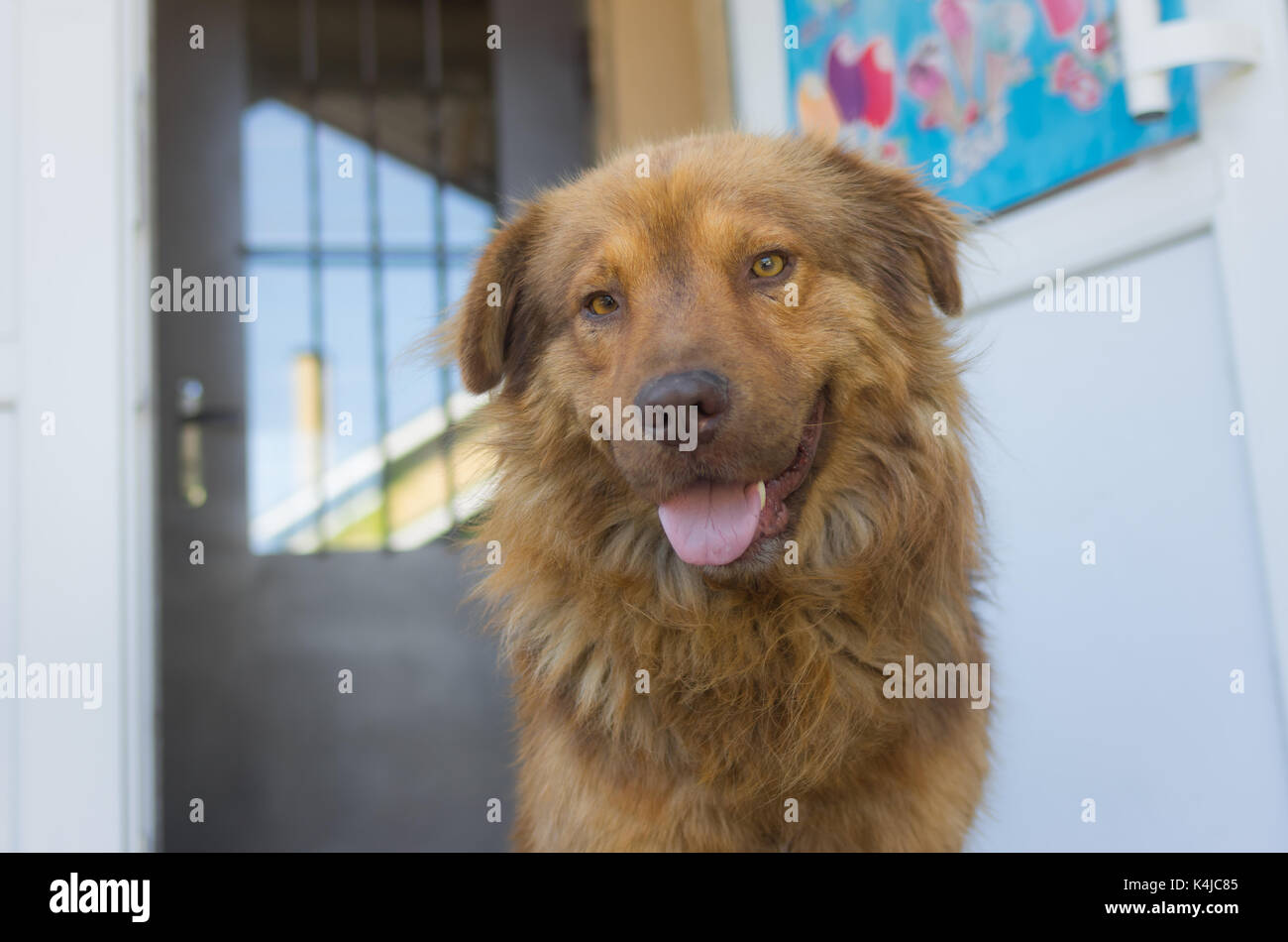 Portrait De La Race De Chien De Berger Allemand Et De Race