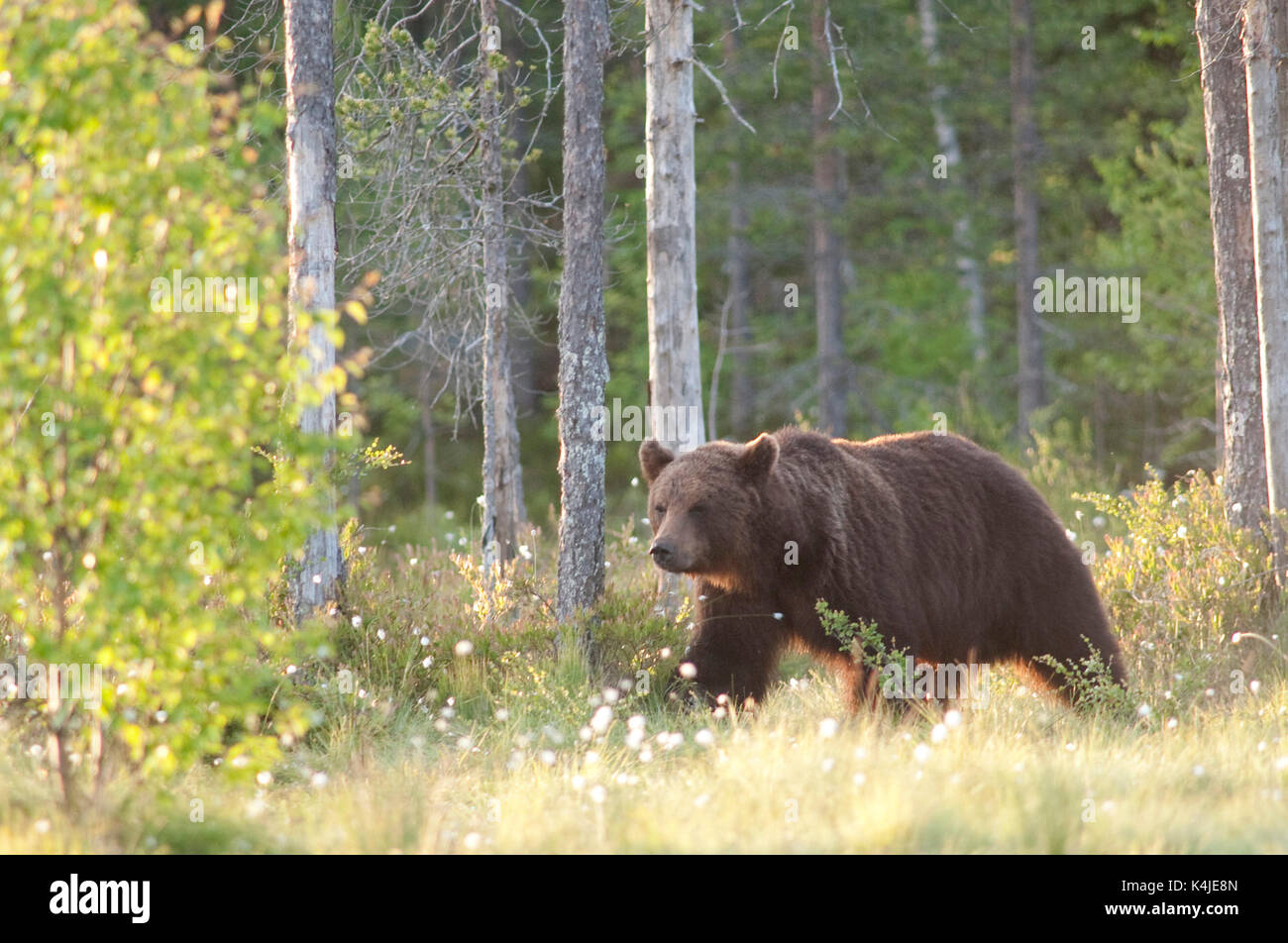 L'ours brun européen, Ursus arctos arctos, Kuhmo, Finlande, lentiira vartius, près de la frontière russe, nourriture au bord de forêt, lever tôt le matin Banque D'Images