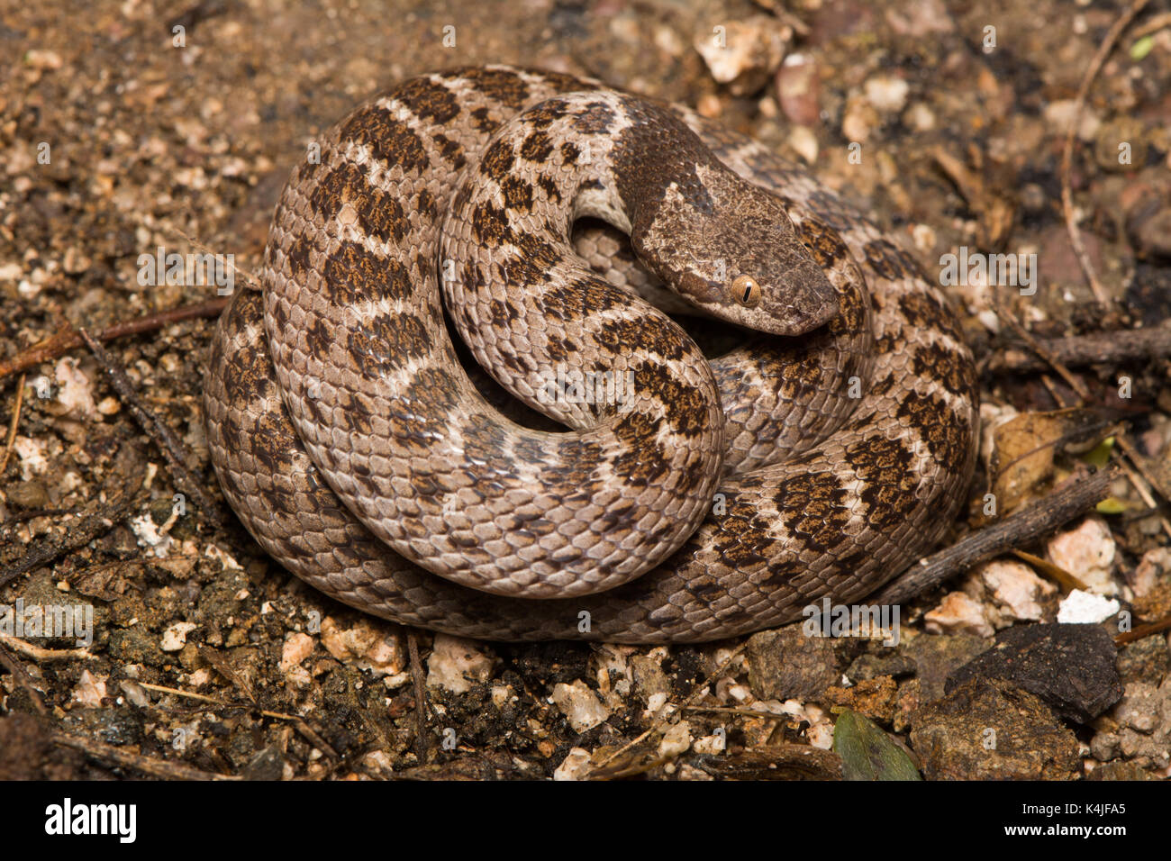 Sonoran Nightsnake (Hypsiglena chlorophée chlorophée) de Sonora, México. Banque D'Images