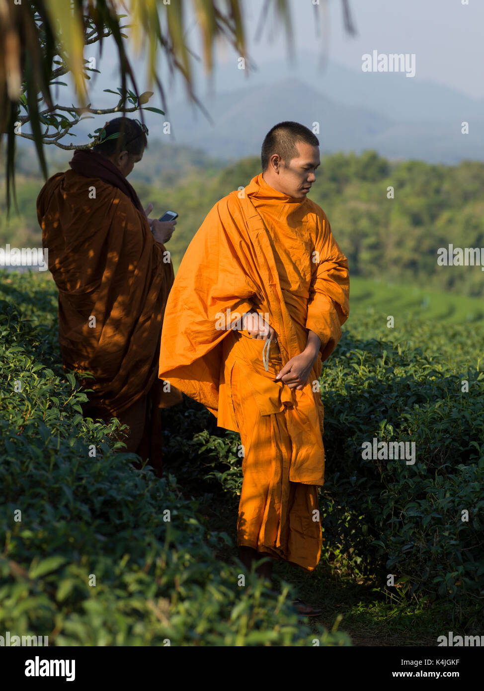 Deux moines bouddhistes dans la plantation de thé, Chiang Rai, Thaïlande Banque D'Images