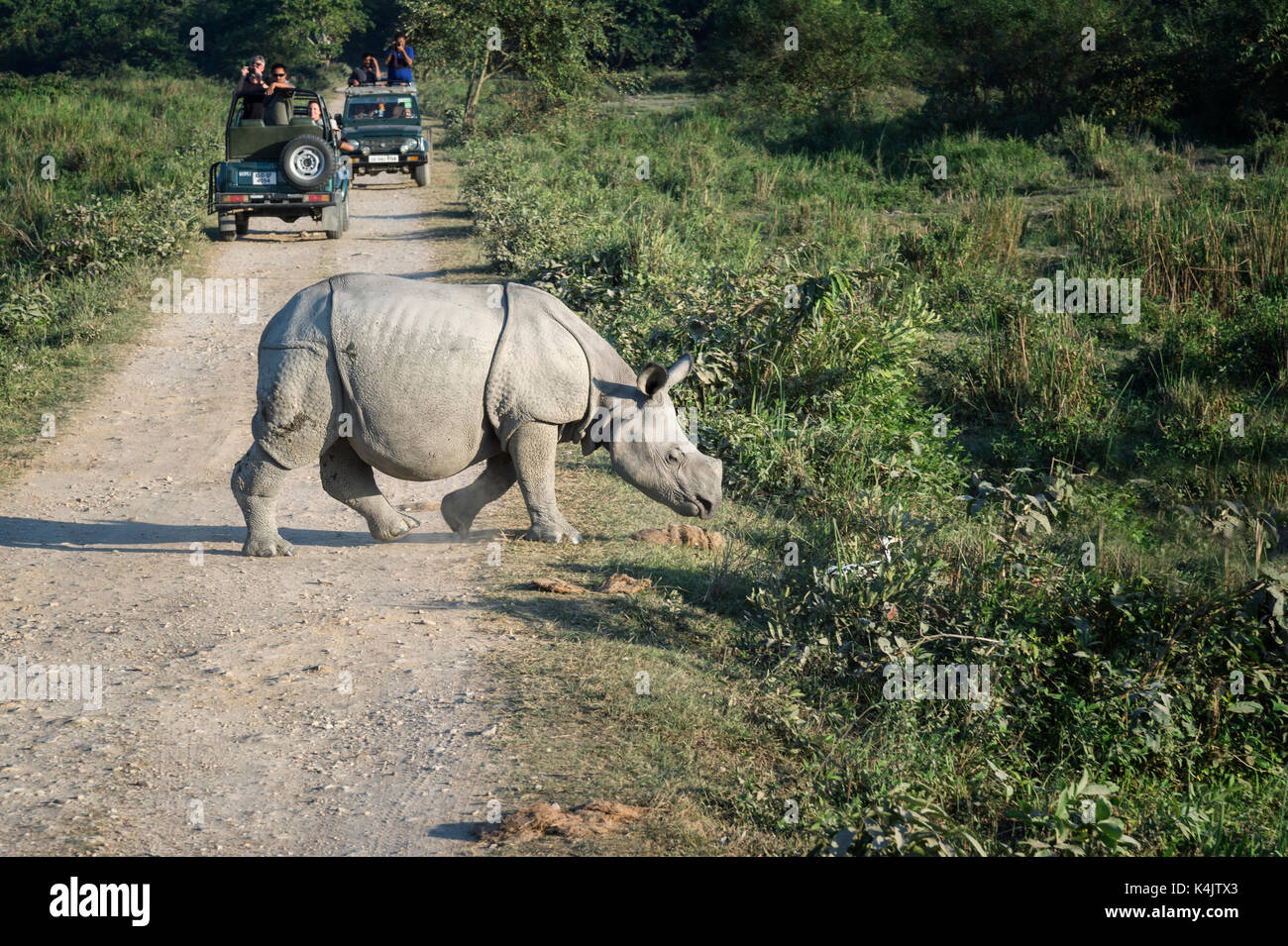 Les jeunes rhinocéros indien (Rhinoceros unicornis) traverser une route en face d'un véhicule avec les touristes, kaziranga, Assam, Inde, Asie Banque D'Images