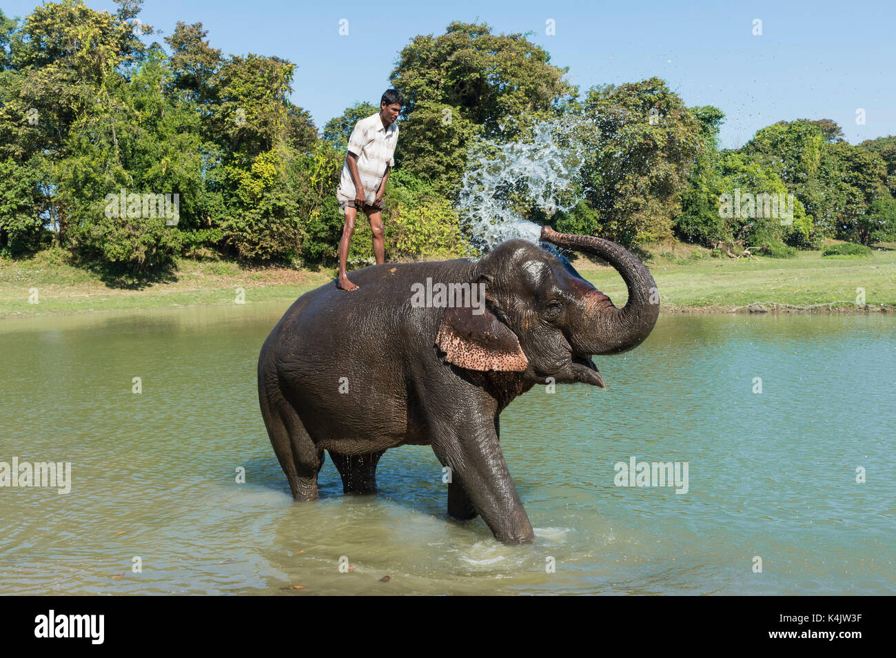 Mahout debout sur le dos de son éléphant indien (Elephas maximus indicus) en prenant un bain dans la rivière, kaziranga, Assam, Inde, Asie Banque D'Images