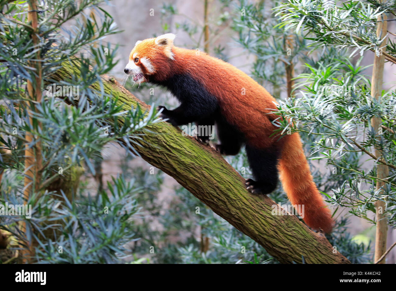 Le panda rouge (Ailurus fulgens), adulte, escalade sur arbre, captive, originaire d'Asie Banque D'Images