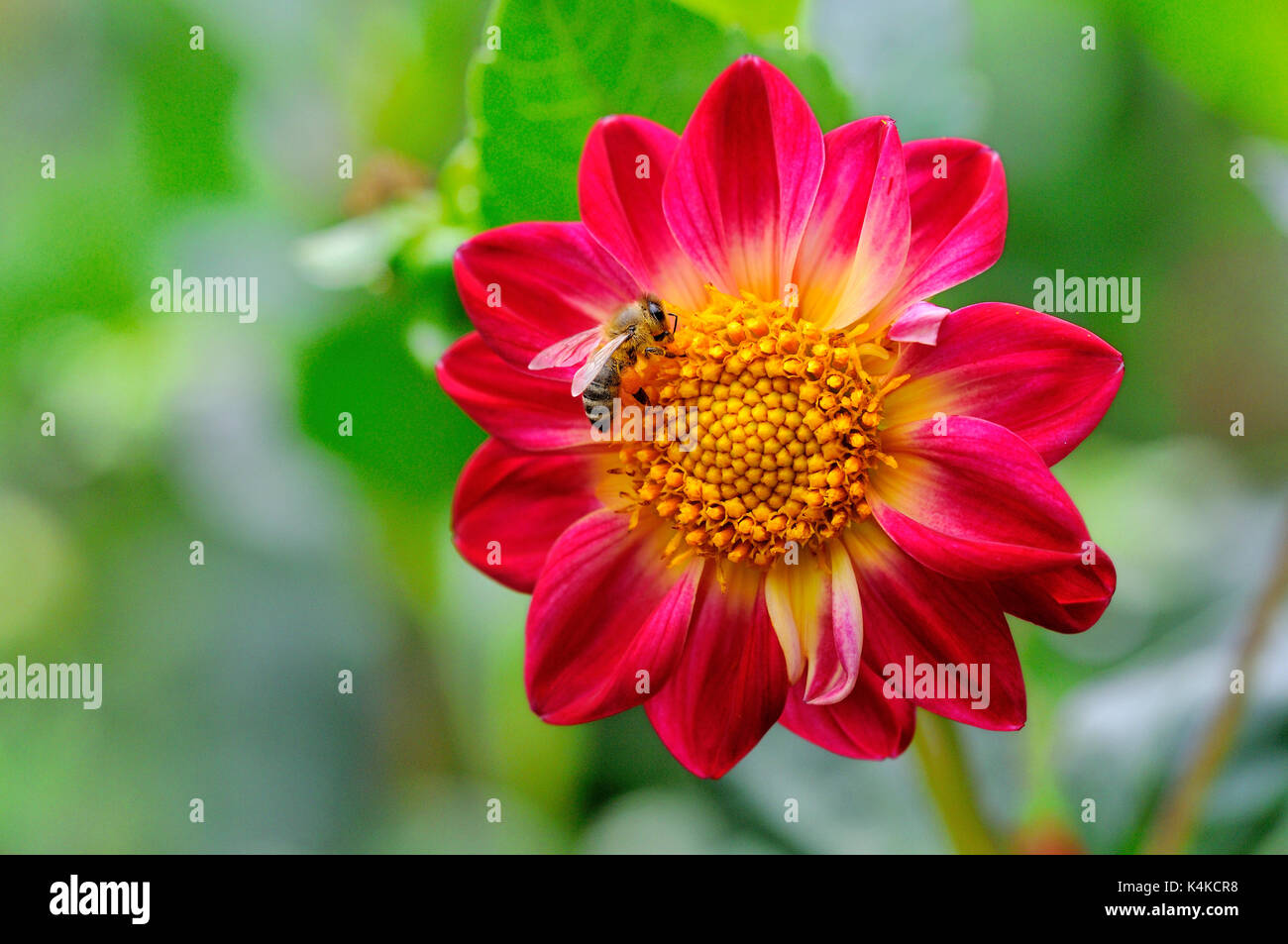 Jardin dahlia (Dahlia pinnata), rouge, variété sauvage, fleur avec abeille (Apis), Allemagne Banque D'Images