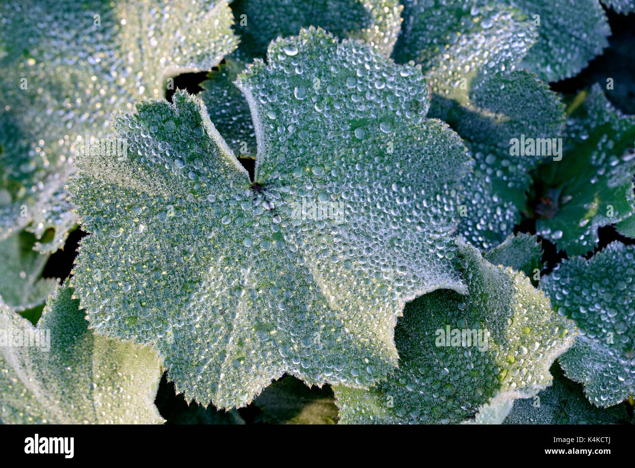 Manteau de femme (Alchemilla sp), les feuilles avec gouttes de rosée, Allemagne Banque D'Images